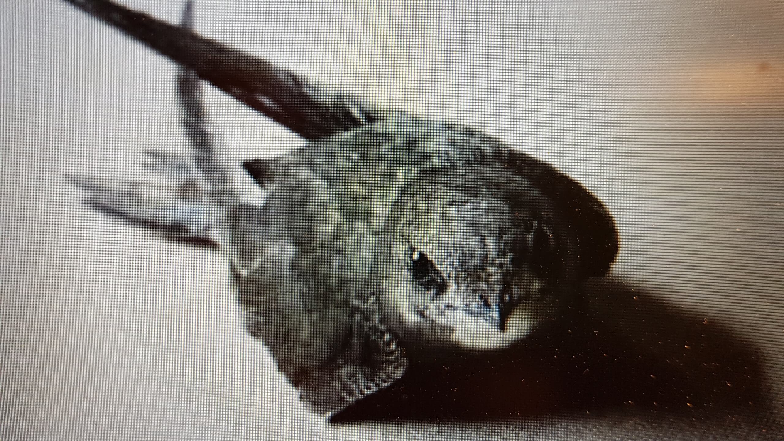 Image d'oiseau