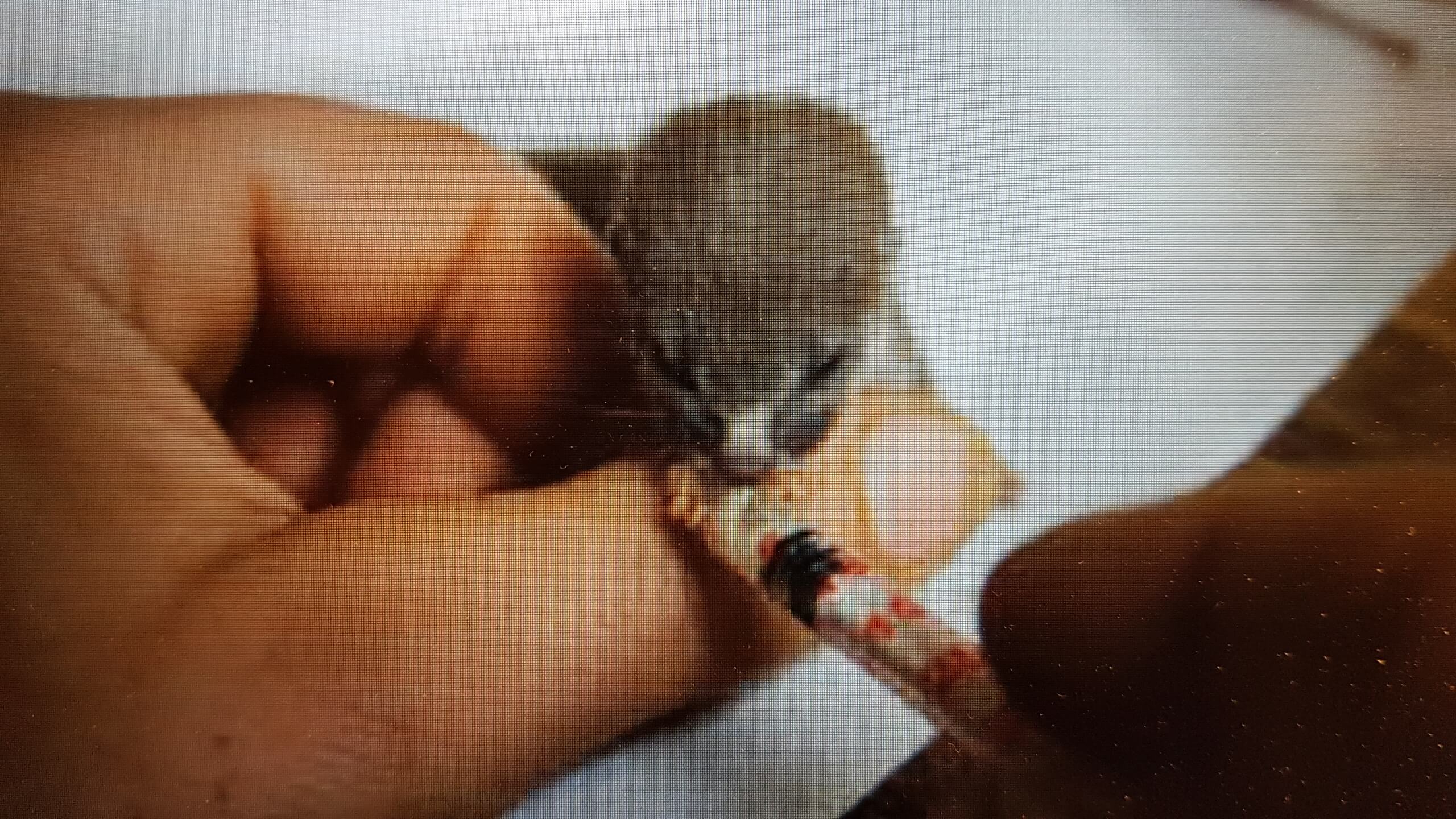 Image de souris